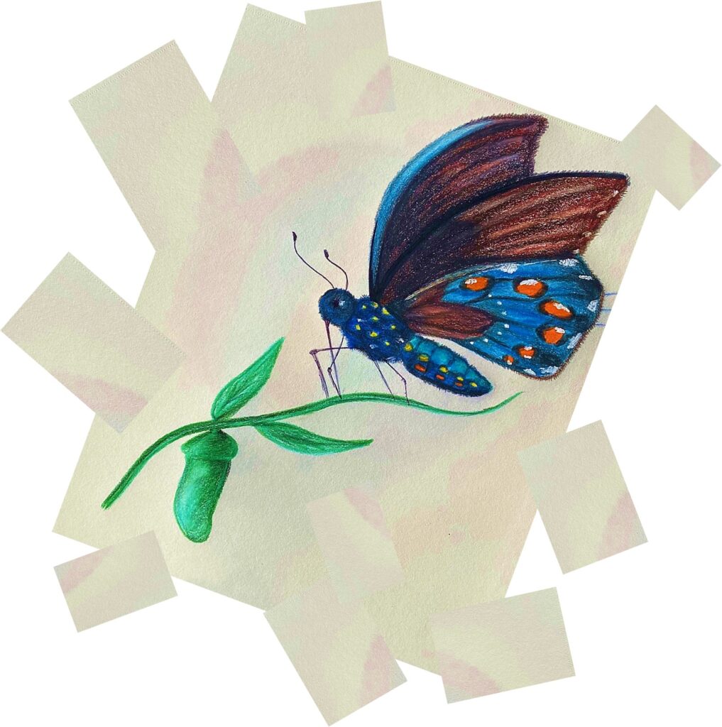 mariposa cbindesign